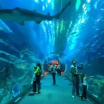Dubai Aquarium and Underwater Zoo