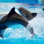 Dubai Dolphinarium