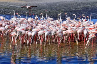 Ras Al Khor Wildlife Sanctuary-flemingo