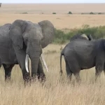 Maasai mara