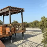 Mangrove National park jubail