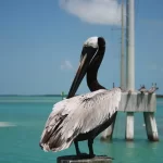 key west Attractions