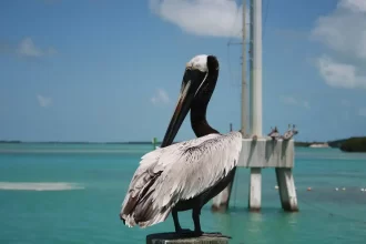 key west Attractions