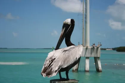 key west Attractions