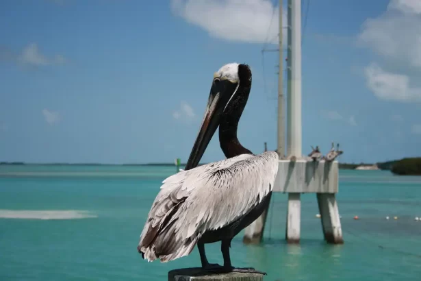 key west Attractions