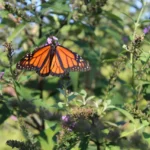 Monarch Butterfly Biosphere Reserve