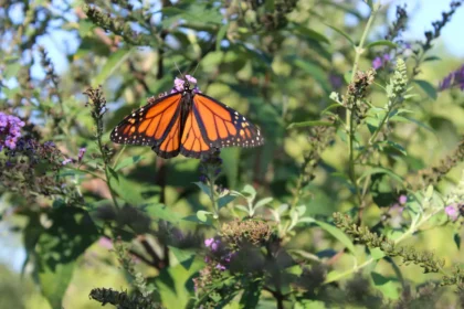 Monarch Butterfly Biosphere Reserve