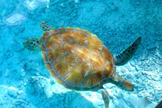 Akumal with kids -Swimming with Turtles