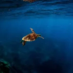 Swimming with Turtles