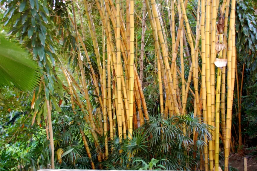 Bamboo workshop Bali