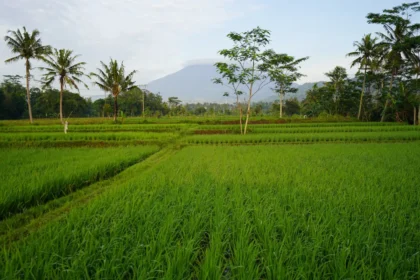 Farm to Table Bali