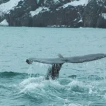Húsavík whale watching