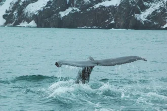 Húsavík whale watching
