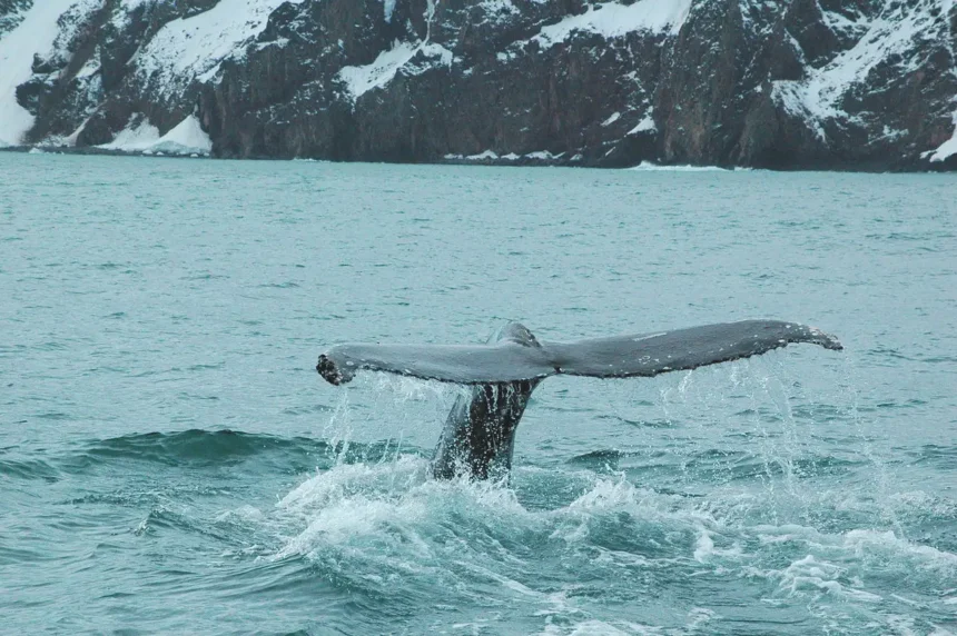 Húsavík whale watching
