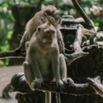 Monkey Forest Ubud