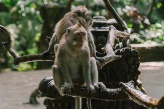 Monkey Forest Ubud