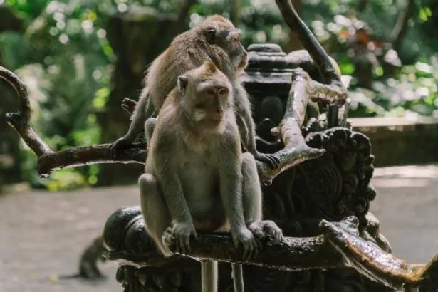 Monkey Forest Ubud