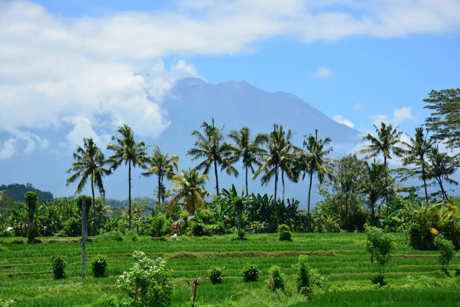 Sideman Bali