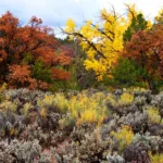 fall foliage in Cancun