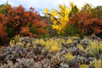 fall foliage in Cancun